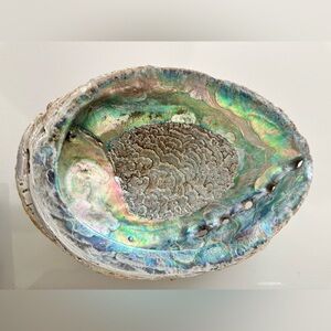 Large Abalone Shell Dish
